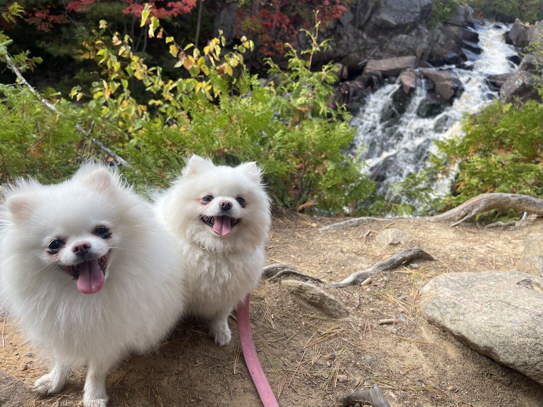 Best dog friendly outlet hiking trails